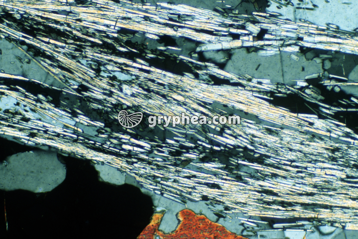 Sillimanite LPA x25 - gryphea.org